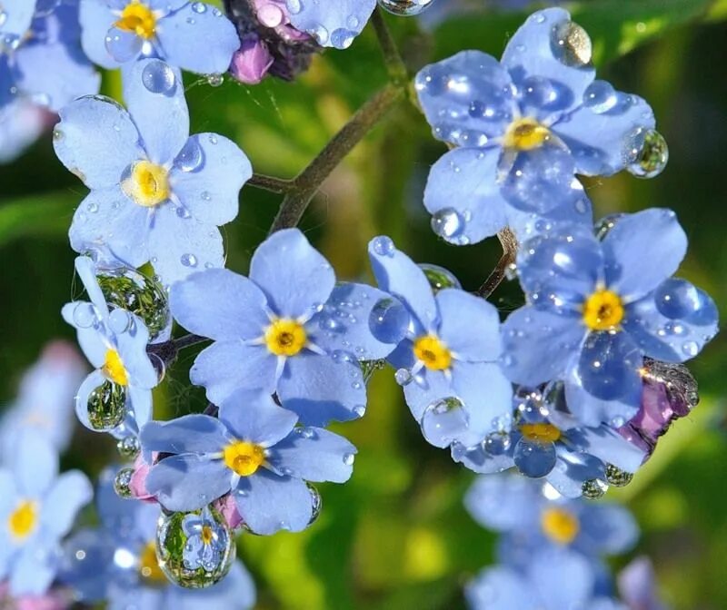 Гир незабудка. Незабудка Лесная Полянка. Незабудка (Myosotis). Незабудка мелкоцветковая. Незабудки Stervella.