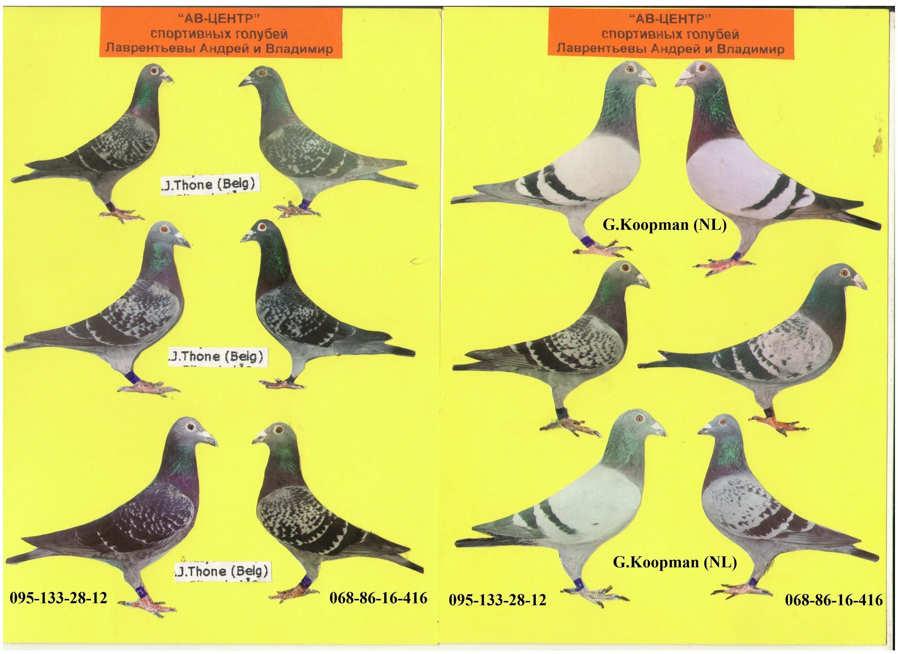 Отличие голубя от голубки по костям. Сизый голубь самка. Бухарские голуби. Голубь мальчик и девочка. Голубь самка и самец отличия.