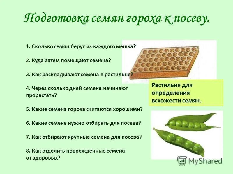 Горох сколько семян. Высокорослые сорта сахарного гороха. Горошек зеленый семена. Сладкий горох для посадки сорта. Горох сколько семян.