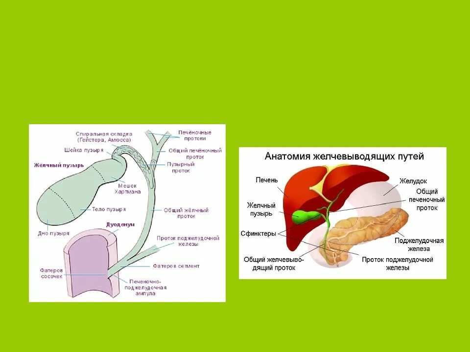 Желчный пузырь шейка тело