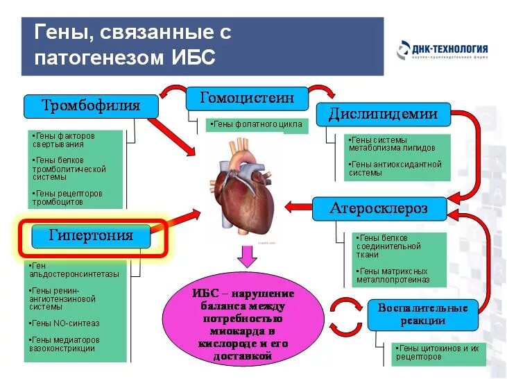 Ишемическое сосудистое заболевание. Ишемическая болезнь сердца. Патогенез заболевания.. Ишемическая болезнь сердца: этиология и факторы риска. Некоронарные механизмы развития ИБС. Этиология, и принципы терапии ишемической болезни сердца.