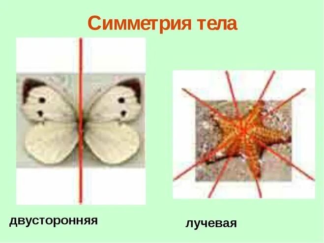 Типы симметрии биология 8 класс. Лучевая и билатеральная симметрия. Лучевая и двусторонняя симметрия тела животных. Типы симметрии двусторонняя и лучевая. Двухстороньяясимметрия.