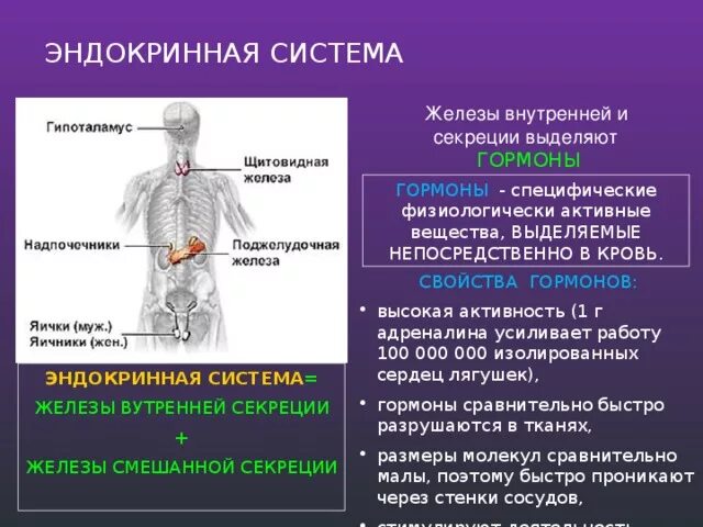 Эндокринная система железы и гормоны. Ослабление активности железы внутренней секреции. Эндокринные железы это железы. Эндокринная система (железы внутренней секреции-гормоны).