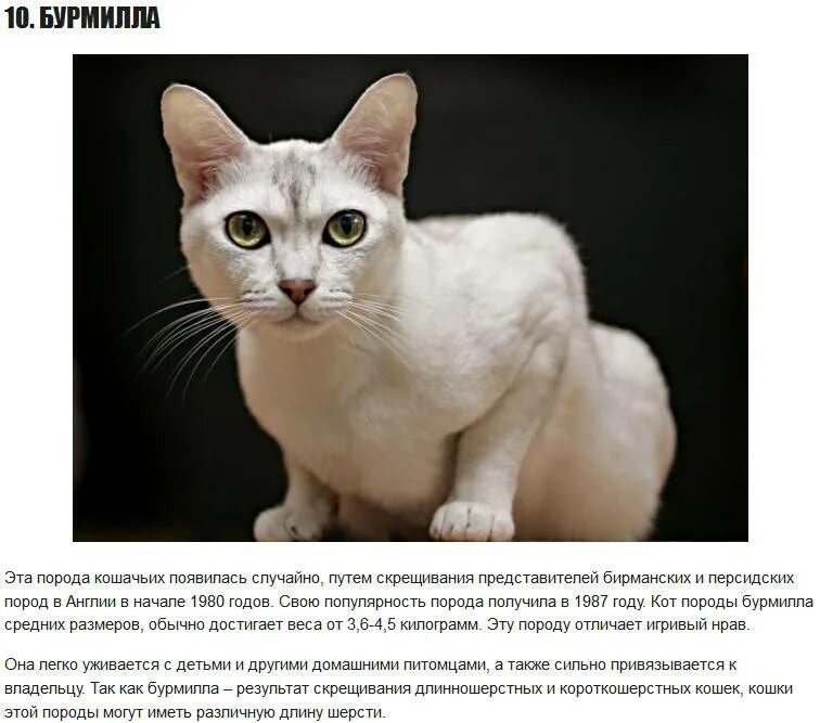 Рассмотрите фотографию кошки породы. Бурмилла окрасы. Бурмилла кошка. Бурмилла голубая. Анатолийская порода кошек характер.