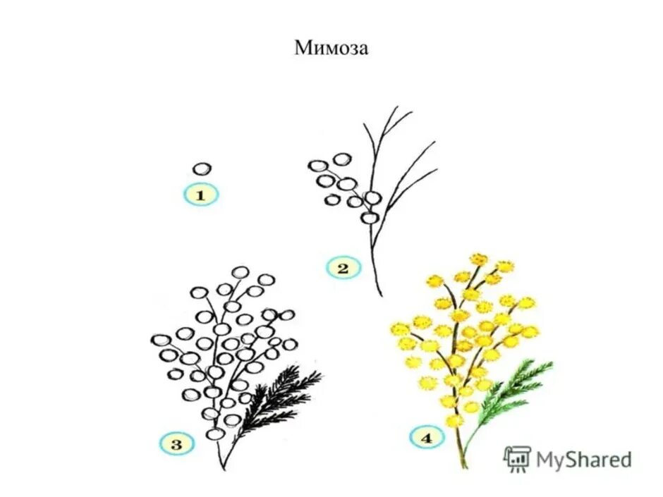 Поэтапное рисование мимозы. Мимоза рисунок для детей. Мимоза эскиз. Мимоза пошаговое рисование.