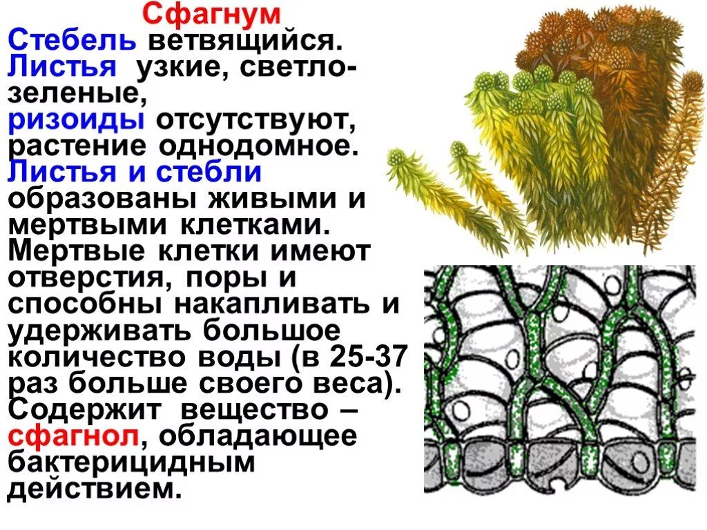 Сфагнум ризоиды. Сфагнум болотный строение. Белый мох сфагнум строение. Стебель сфагнума.