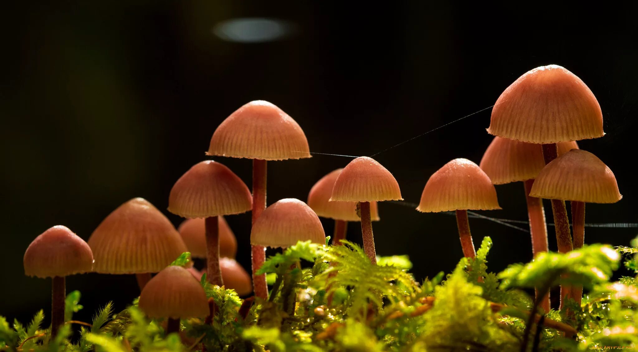 Микология. Mycena strobilinoides. Обои на рабочий стол грибы. Грибы на черном фоне.