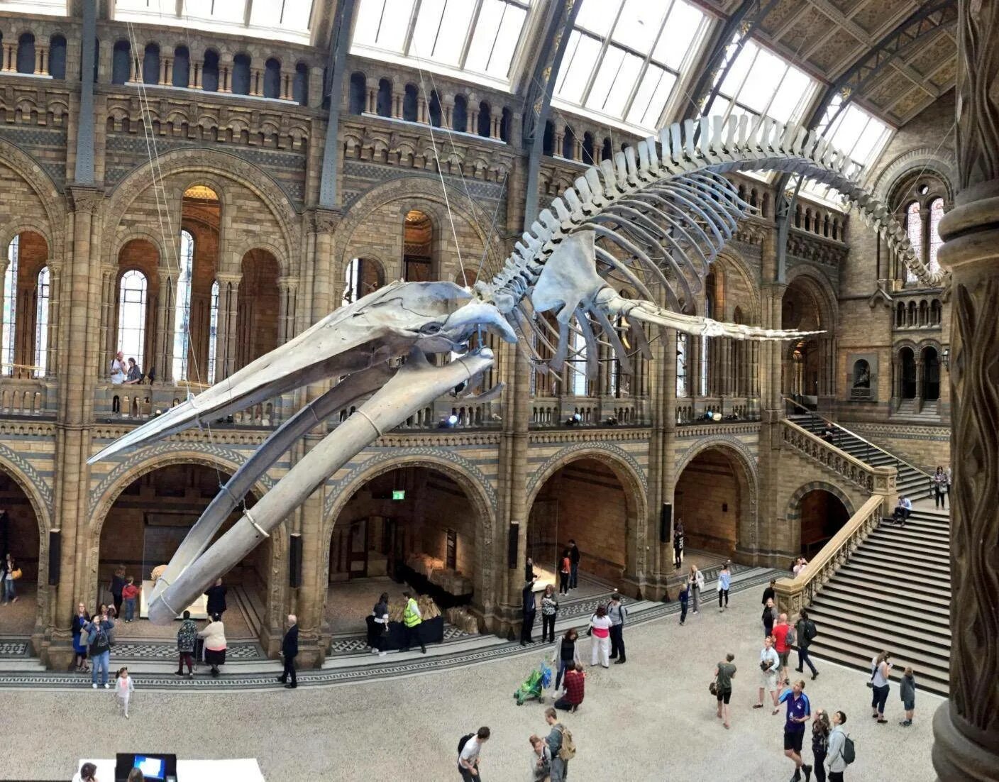 Музей естествознания (natural History Museum). Натурал хистори музей Лондон. Музей естествознания в Лондоне в Лондоне. Музей естественных наук Лондон. Знаменитый музей в лондоне