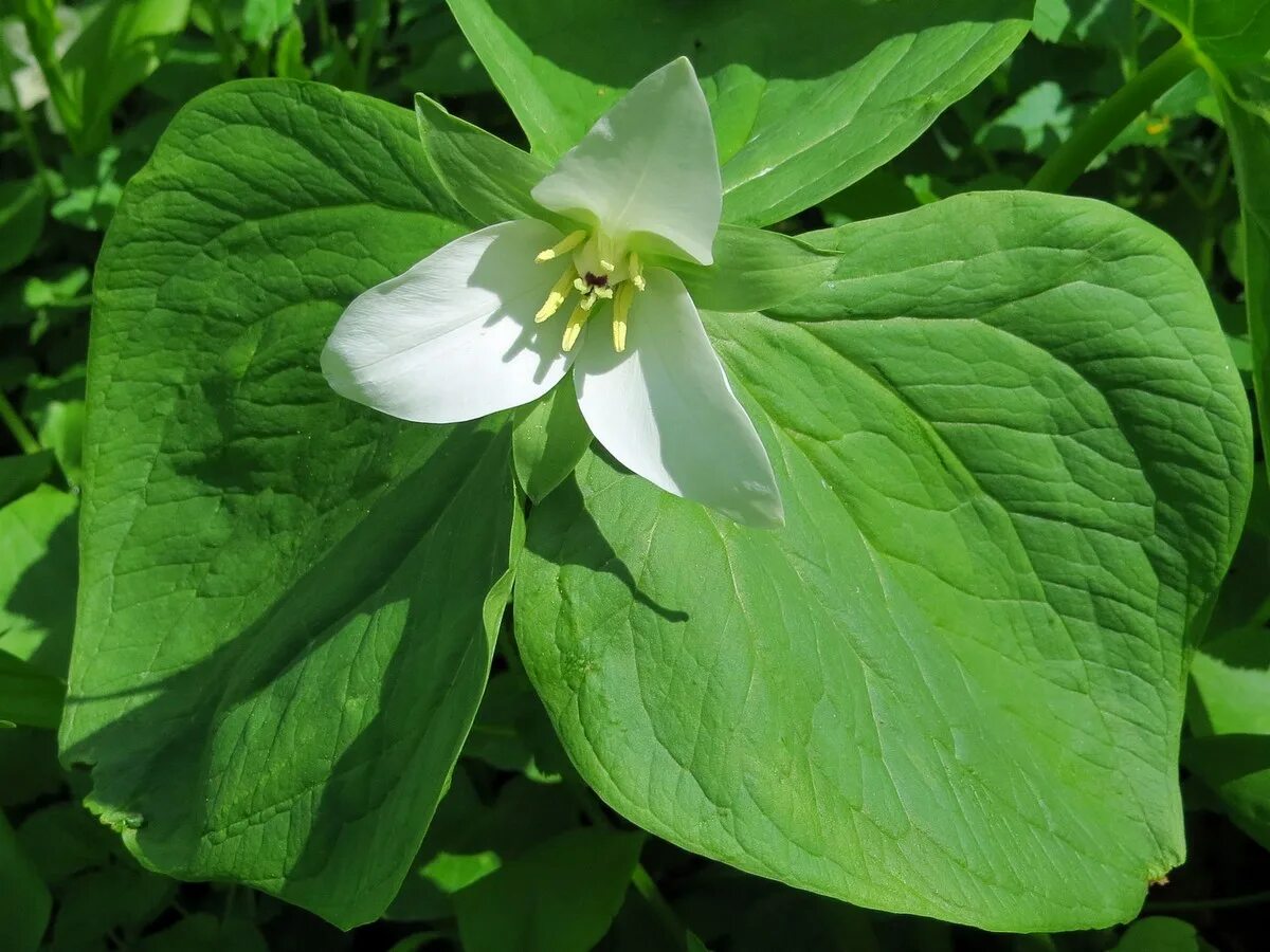 Растение из дальних стран 2 класс. Свекла культурное растение. Факты про фасоль для детей. Культурное растение из дальних стран. Растение из дальних стран 2 класс.