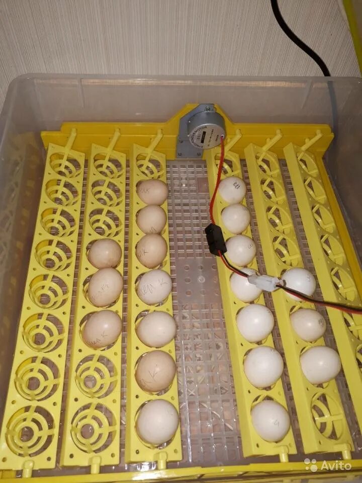 Самодельный инкубатор для яиц. Инкубатор автоматический дип 50ж. Инкубатор 48eggзапчасти. Инкубатор для яиц ht1205. Инкубатор для яиц автоматический дип-56ж.