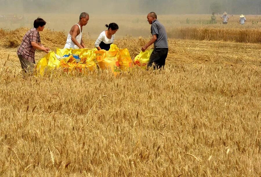 In northern india they harvest their wheat. Сбор пшеницы в Китае. Сажают пшеницу. Сельское хозяйство Китая пшеница. Вырастить пшеницу.