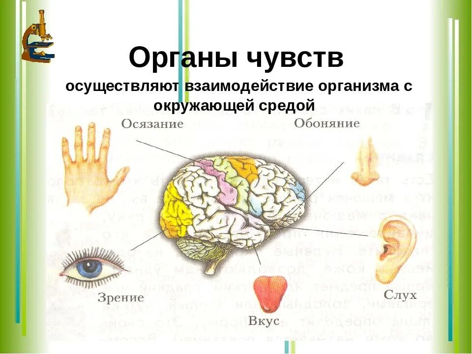 Органы слуха зрения обоняния осязания. Органы чувств человека схема. Органы чувств человека и их основные функции. Органы чувств человека анализаторы.