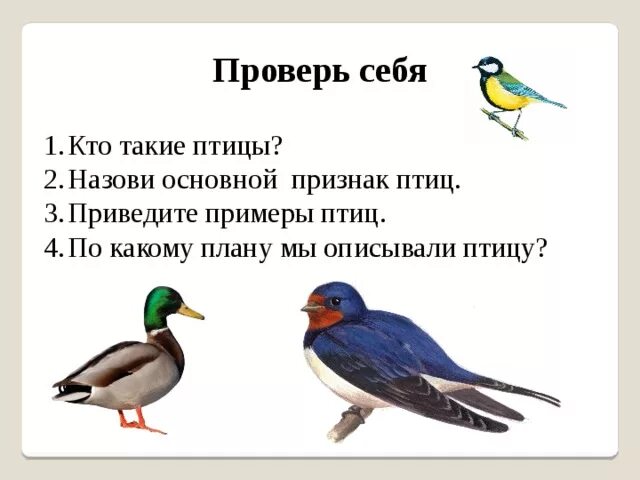 Приведите примеры птиц. Птицы примеры. Привести примеры птиц. Кто такие птицы. По какому плану мы описывали птицу.