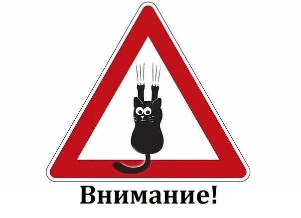 Обратите внимание закрыть. Внимание кот. котик для привлечения внимания. картинка для привлечения внимания с котом. кот внимание внимание.