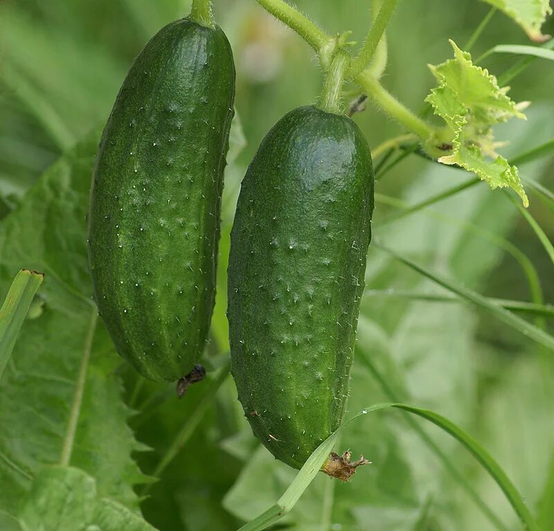 Cucumber растение. Кукумис сативус. Cucumis sativus. Огурец посевной. Почему плоды огурцов