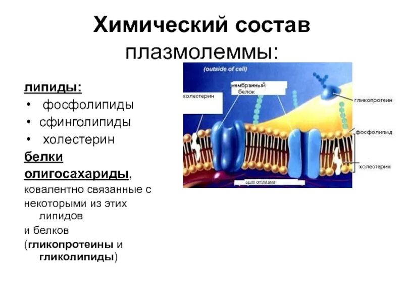 Плазмолемма строение и функции. Строение плазмолеммы гистология. Структурные элементы плазмолеммы. Цитолемма строение схема. Слой плазмолеммы гистология.