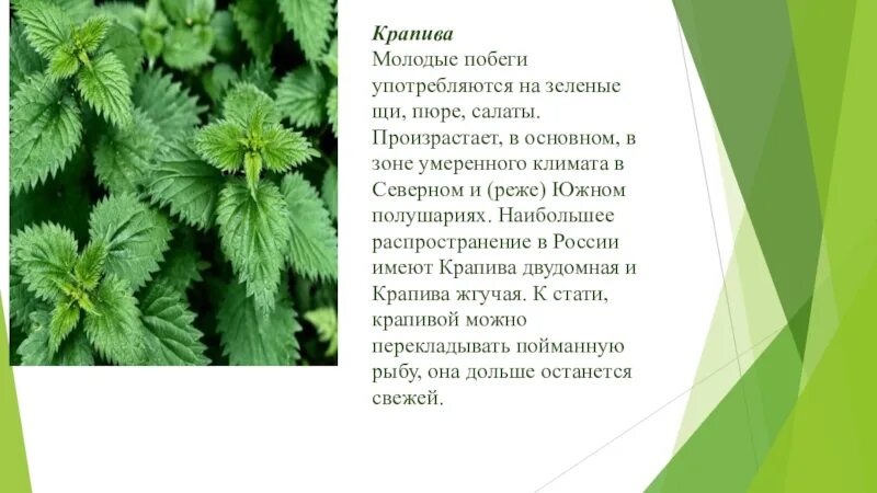 Крапива в научном стиле. Крапива двудомная побег. Лекарственные растения крапива двудомная кратко.