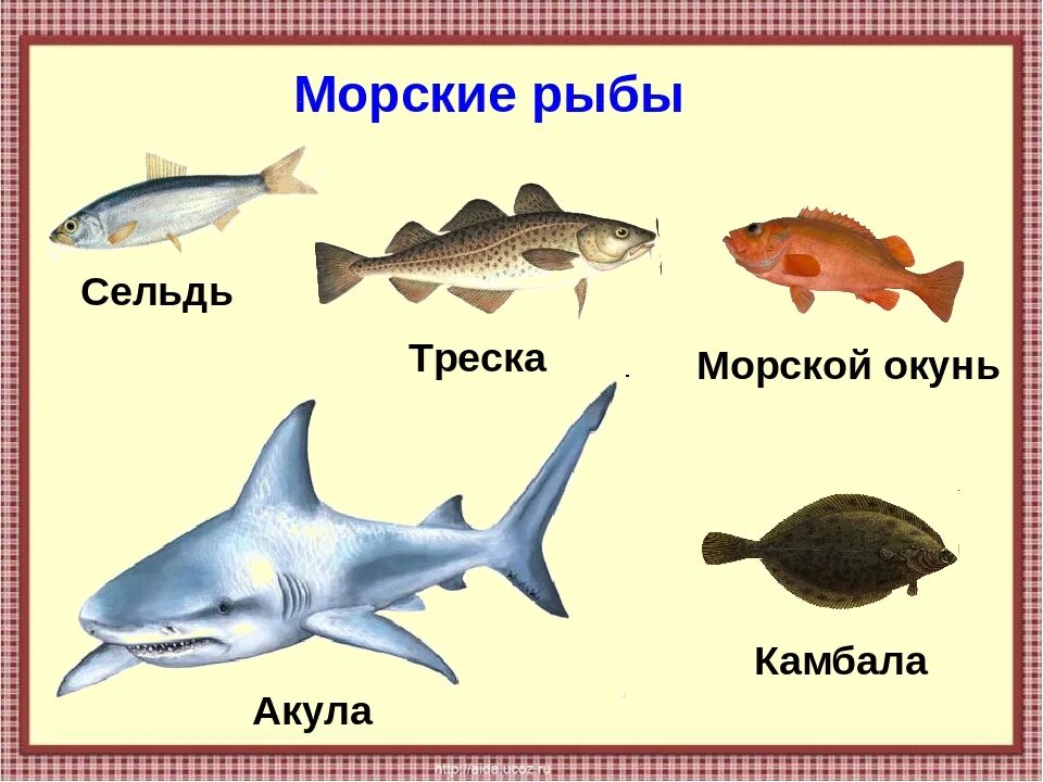 Морские названия групп. Морские рыбы с названиями для детей. Рыбки для детей с названиями. Рыбы 1 класс. Название рыбы для дошколят.