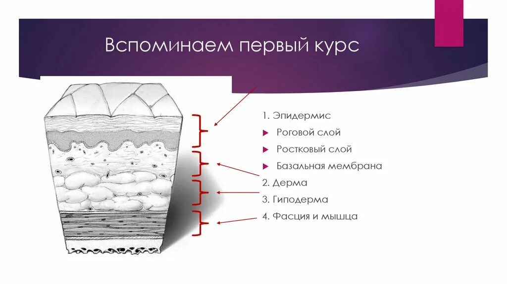 Какая структура дермы образована этой тканью. Слой 1) эпидермис 2) дерма 3) гиподерма. Строение кожи ростковый слой. Ростковый слой эпидермиса кожи. Эпидермис дерма базальная мембрана.