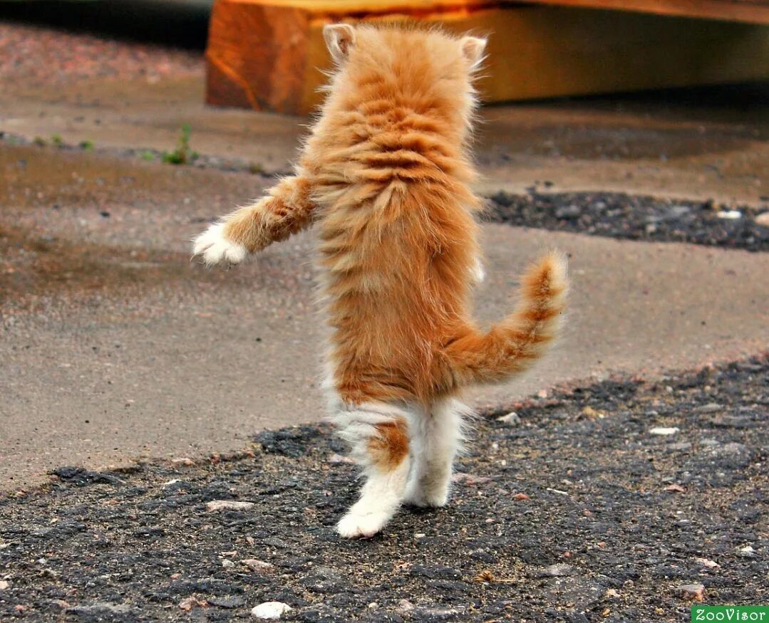 Выход кошечки. Рыжий кот идет. Кот шагает. Рыжий кот уходит. Рыжий кот шагает.