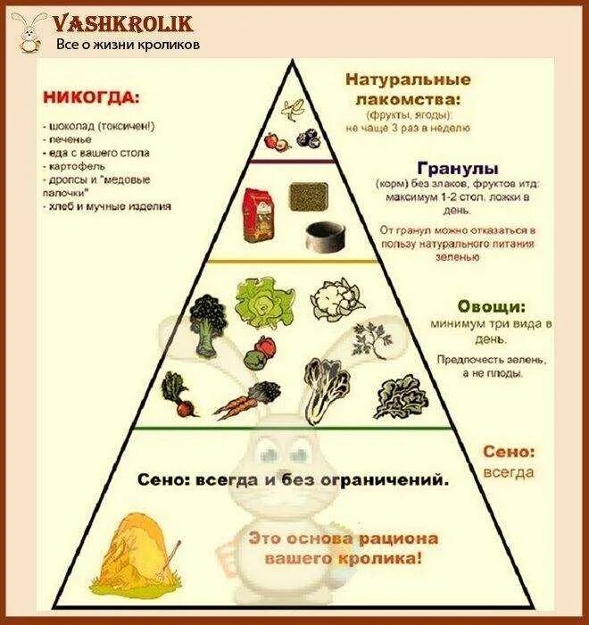 Пирамида кормления кроликов. Что нельзя давать кроликам. Чем кормить кроликов. Какие овощи можно давать кроликам.