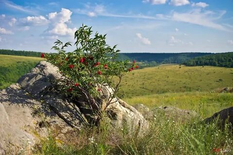 Тульские природные заповедники