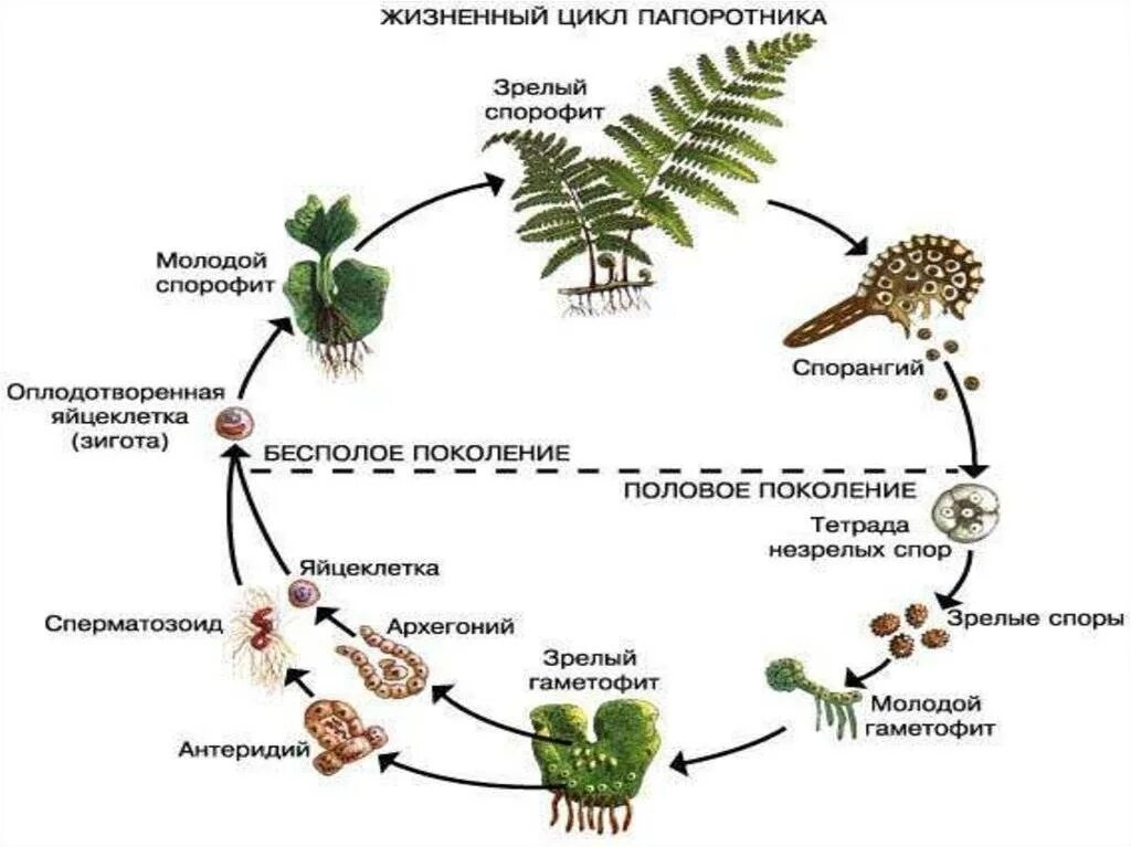 Что является спорофитом у водорослей. Жизненный цикл щитовника мужского. Цикл развития папоротника щитовника мужского. Цикл размножения папоротников схема. Цикл развития папоротника схематично.