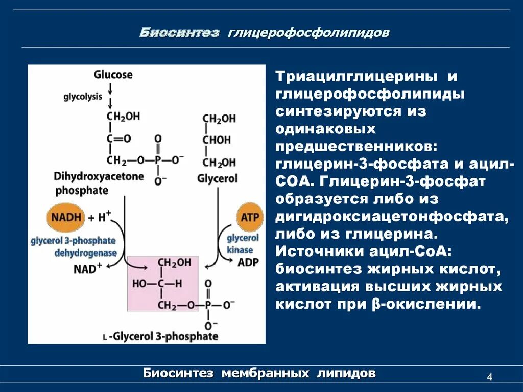 Служит матрицей при синтезе полипептидов. Реакции синтеза глицерофосфолипидов. Схема синтеза глицерофосфолипидов. Биосинтез фосфолипидов биохимия реакции. Биосинтез триацилглицеридов и фосфолипидов.