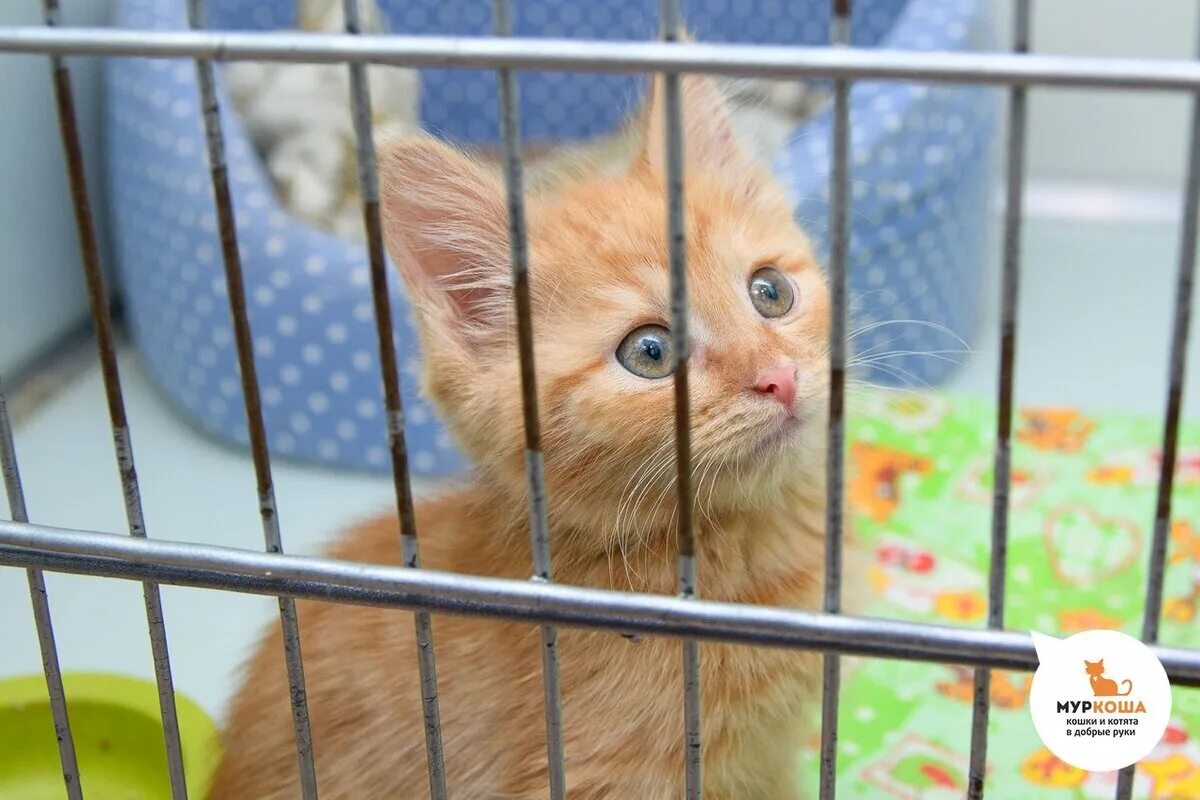 Взять котенка в москве. Приют для животных муркоша в москве. муркоша котята. приют муркоша в москве. котята в приюте.