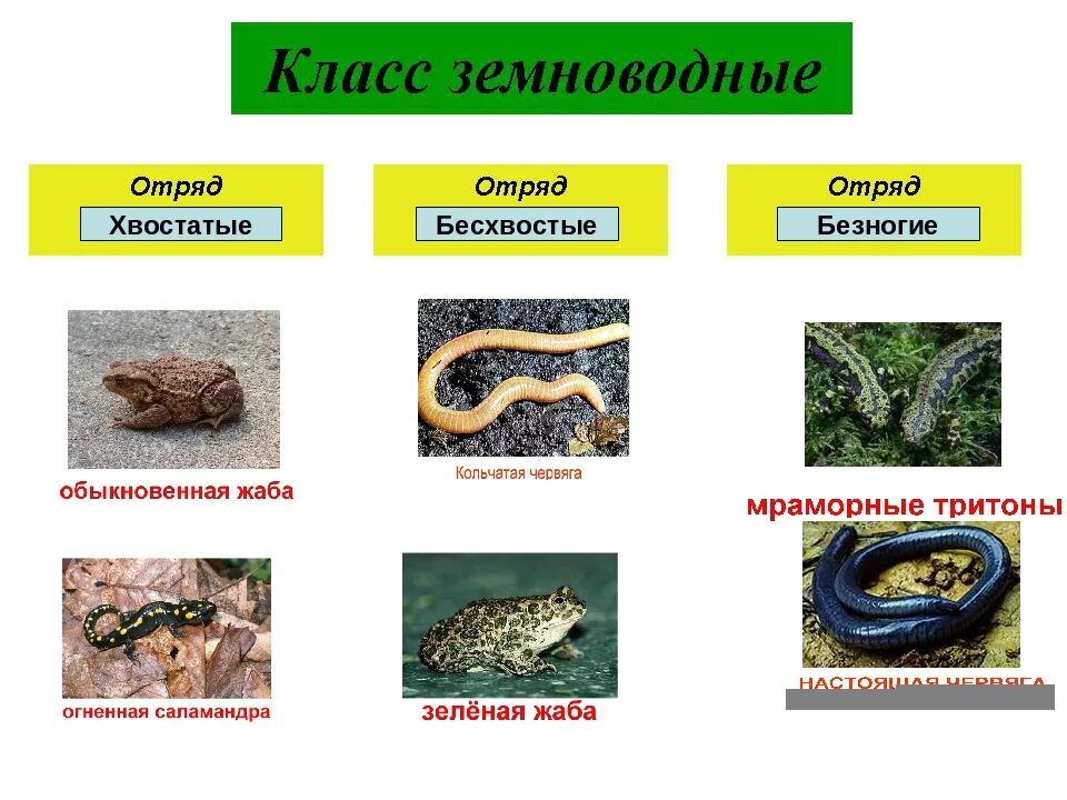 Земноводные типы животных. Таблица отряд безногие хвостатые бесхвостые. отряд бесхвостые земноводные безногие таблица. класс земноводные схема безногие хвостатые. систематика класса земноводные отряды безногие.