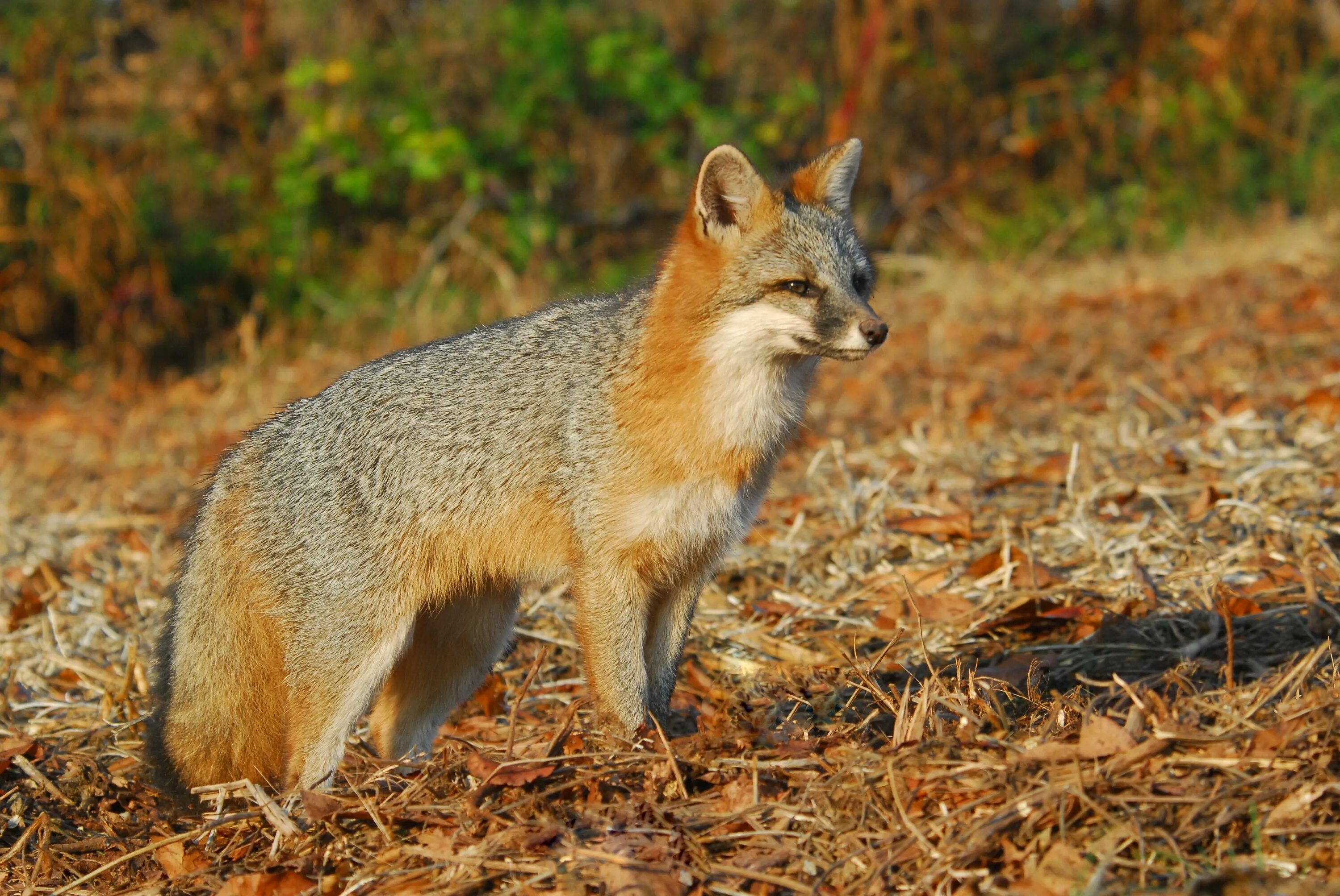 Fox список. Пампасская лисица Южной Америки. Пампасная лисица. Лисица Северной Америки. Лисица пампы.