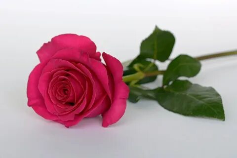 Rose but