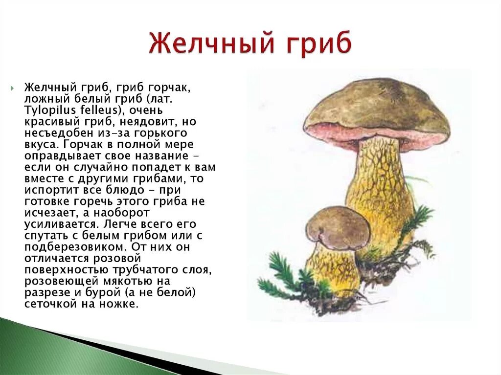 желчный гриб съедобный или несъедобный. ядовитые грибы желчный гриб. желчный съедобный или нет. желчный гриб ядовитый описание. горчак, ложный белый гриб.