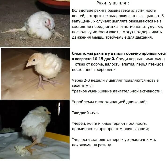 Кнемидокоптоз (чесотка) птиц. Заболевание ног у курей. Реовирусный теносиновит птиц. Курочки падают на ноги. Цыпленок бройлера упал на ноги.