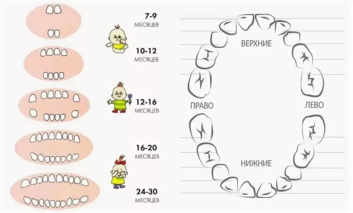 В 3 года сколько зубов должно быть. Молочные зубы схема прорезывания. Схема появления молочных зубов у детей порядок. Зубы у детей порядок прорезывания до года. Как лезут зубы у детей схема.