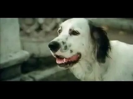 Видео белый бим черное ухо
