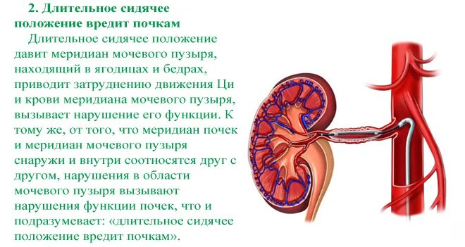 Продукты вредные для почек. Что вредит почкам. Что полезно для почек. Что вредит почкам. Что вредит почкам.