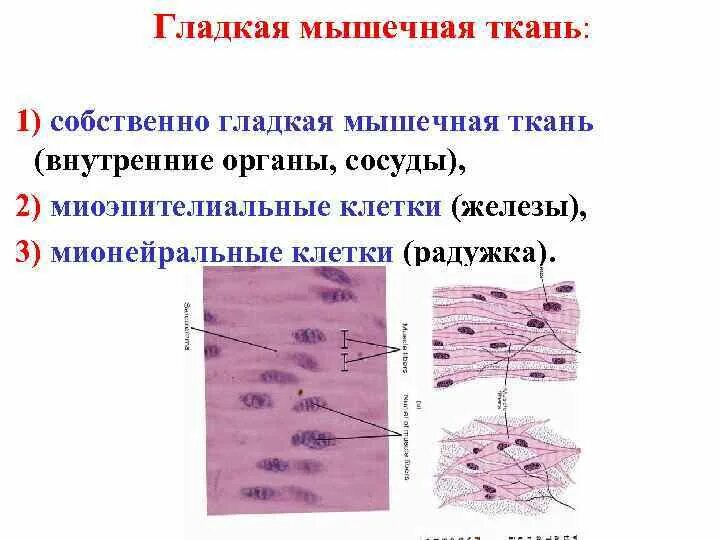 Какими буквами обозначены изображения гладкой мышечной ткани. Клетки гладкой мускулатуры. клетки гладкой мышечной ткани. мионейральные клетки. миоэпителиальные клетки.