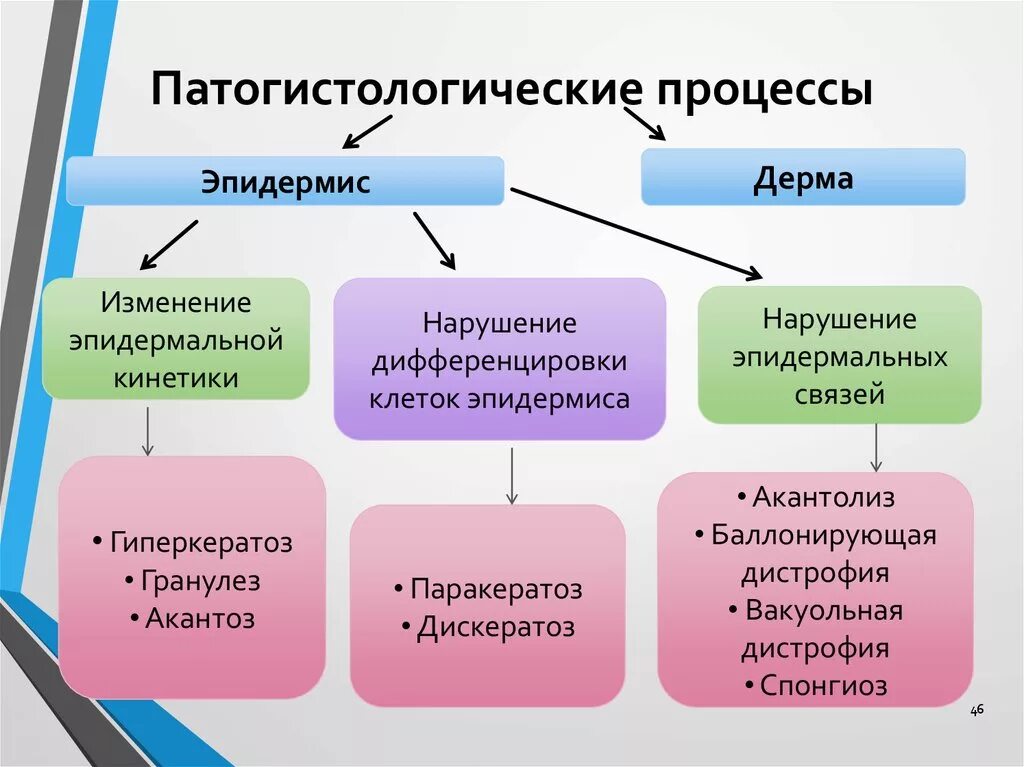 Основные патологические процессы в коже. Патологические процессы в эпидермисе. Основные патоморфологические процессы в коже. Основные патогистологические процессы в эпидермисе.