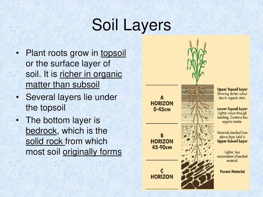 Soil layers. Soil Plant root. Delineation of Soil диаграмма. Soil Conservation. Planting the roots