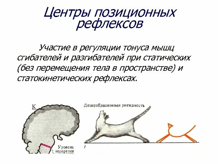 Рефлексы мышц. Статические рефлексы схема. Продолговатый мозг в регуляции мышечного тонуса. Статические и статокинетические рефлексы продолговатого мозга. Рефлексы положения (статические и статокинетические рефлексы).