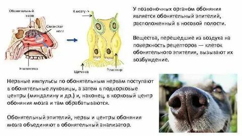 Рецепторы собаки