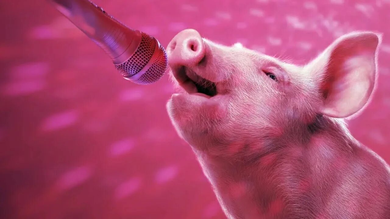 Свинка говорит. Свинья с микрофоном. Свинья поет. Поросенок с микрофоном.