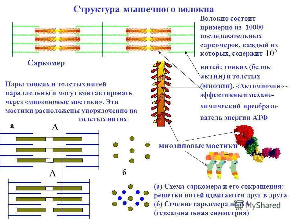 Сокращение саркомера. Мышечные волокна миофибрилла схема. Мышечные волокна актин и миозин. Строение и структура мышечного волокна. Миофибриллы актин миозин.