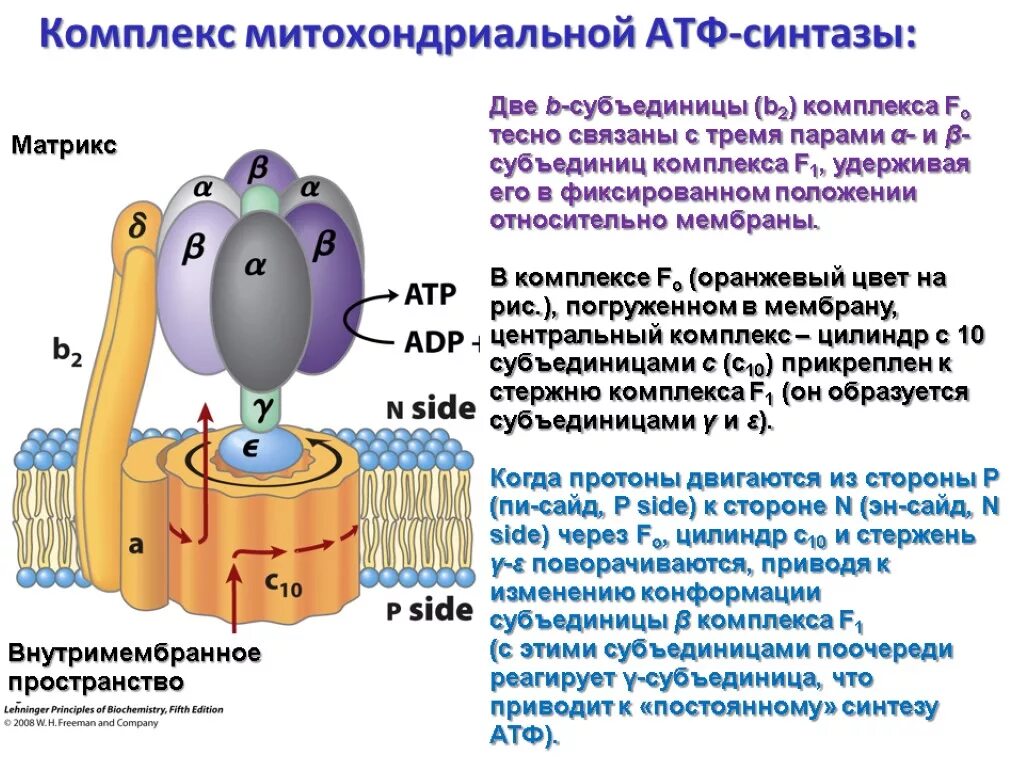 Строение АТФ синтазного комплекса. Комплекс митохондриальной АТФ синтазы. АТФ синтаза f1 f0. F1 комплекс АТФ синтазы.