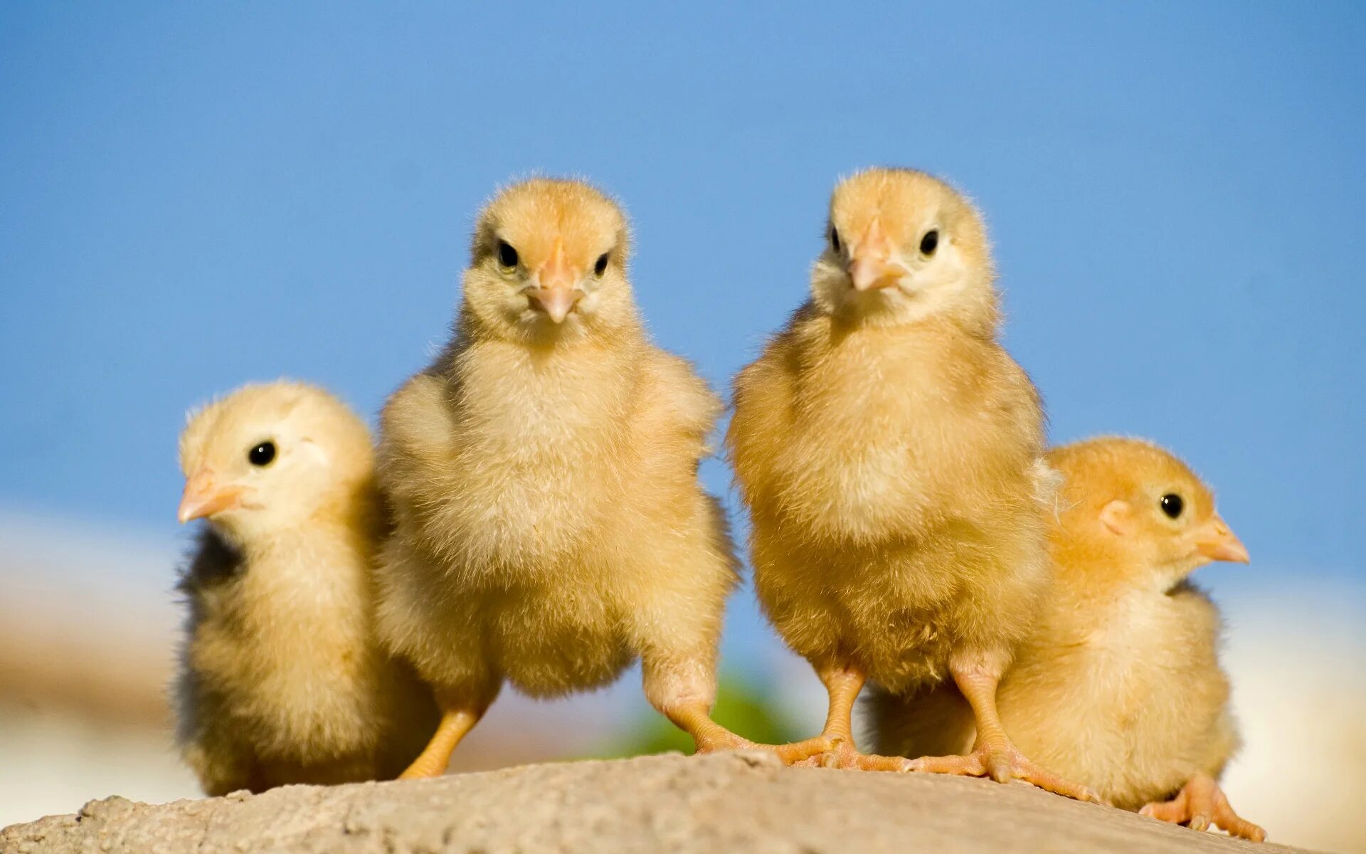 Цыплята. Желтый цыпленок. Милые цыплята. 4 Цыпленка. Четверо цыплят