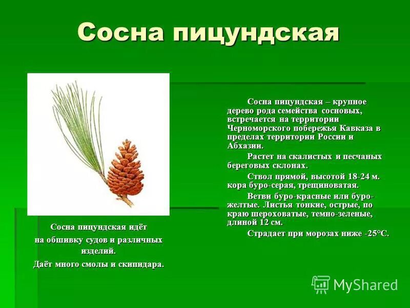 Сосна пицундская. Субтропики пицундская сосна. Сосна пицундская красная книга. Сосна пицундская описание. Сосна пицундская (станкевича).