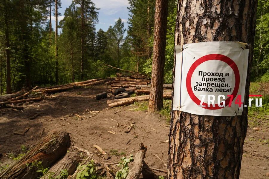 При валке деревьев запрещается. Спортивная валка леса. вырубка деревьев запрещена. валка леса табличка. штраф за вырубку лесов.