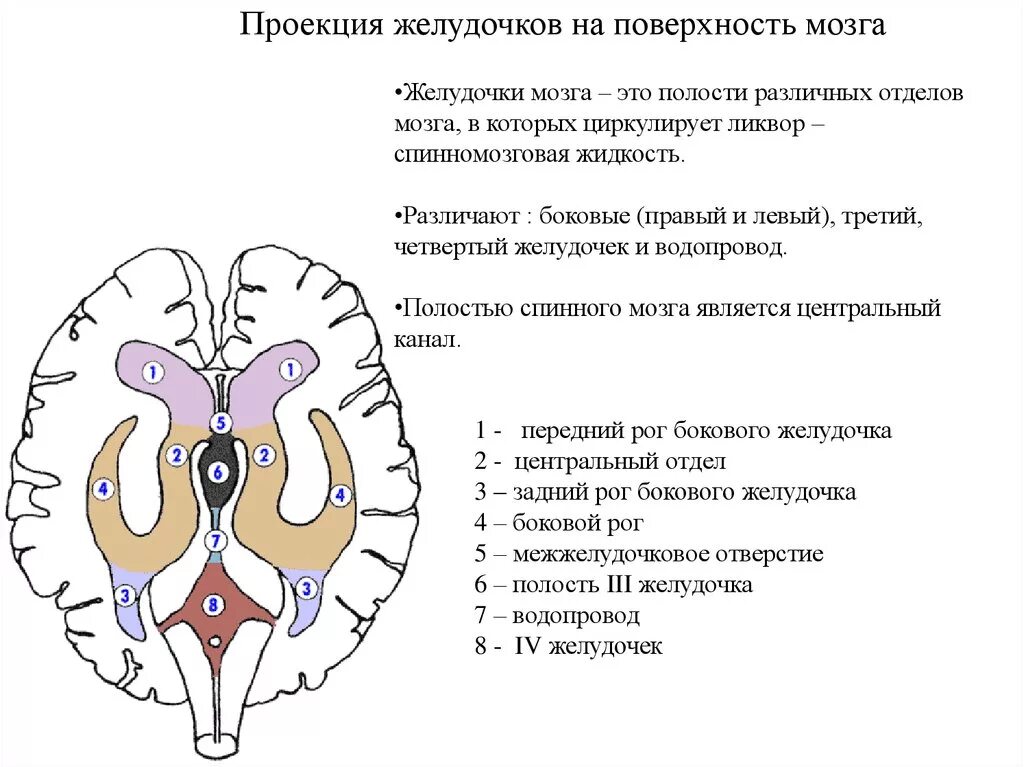 Желудочек заднего мозга. Строение боковых желудочков мозга. желудочки головного мозга строение. схема расположения желудочков мозга. строение системы желудочков головного мозга.