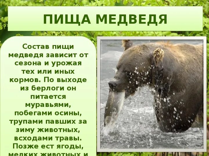 Описание медведя. Обаз жизни бурого медведь. Бурый медведь описание. Особенности питания белого медведя. Бурый медведь презентация.
